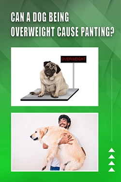Can A Dog Being Overweight Cause Panting