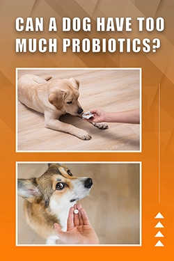 Can A Dog Have Too Much Probiotics