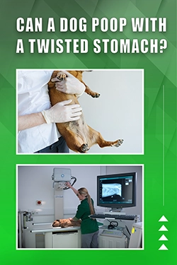 Can A Dog Poop With A Twisted Stomach