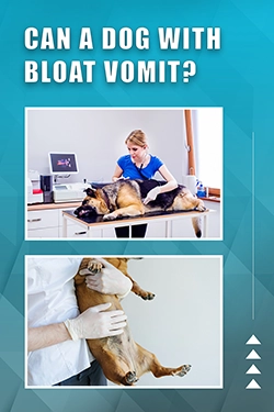 Can A Dog With Bloat Vomit