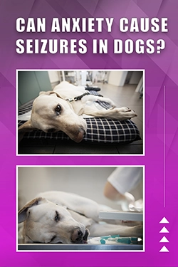 Can Anxiety Cause Seizures In Dogs
