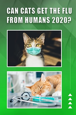 Can Cats Get The Flu From Humans 2020