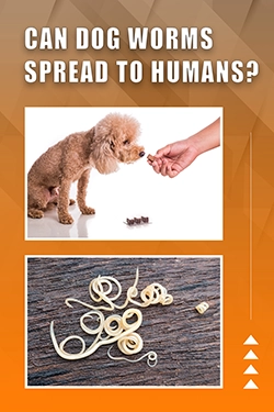 Can Dog Worms Spread To Humans