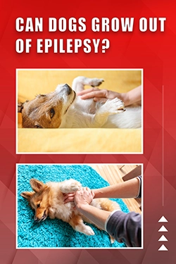 Can Dogs Grow Out Of Epilepsy