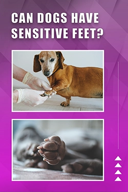 Can Dogs Have Sensitive Feet