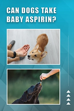 Can Dogs Take Baby Aspirin