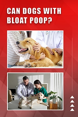 Can Dogs With Bloat Poop