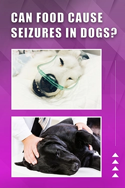 Can Food Cause Seizures In Dogs