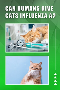 Can Humans Give Cats Influenza A