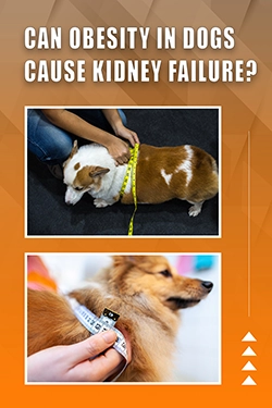 Can Obesity In Dogs Cause Kidney Failure