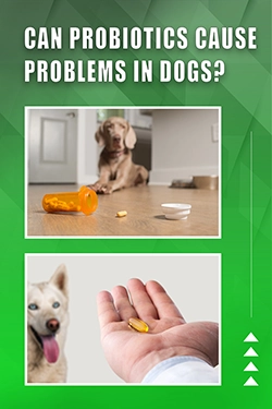 Can Probiotics Cause Problems In Dogs