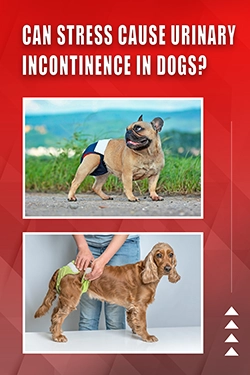 Can Stress Cause Urinary Incontinence In Dogs