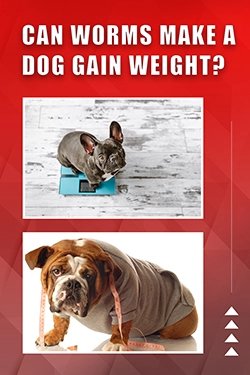 Can Worms Make A Dog Gain Weight