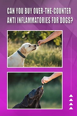 Can You Buy Over-The-Counter Anti Inflammatories For Dogs