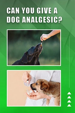 Can You Give A Dog Analgesic