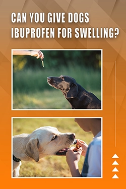 Can You Give Dogs Ibuprofen For Swelling