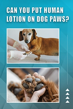 Can You Put Human Lotion On Dog Paws