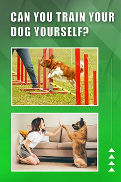 Can You Train Your Dog Yourself