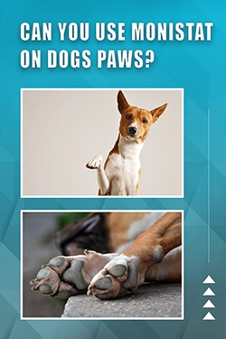 Can You Use Monistat On Dogs Paws