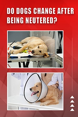 Do Dogs Change After Being Neutered