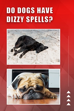 Do Dogs Have Dizzy Spells