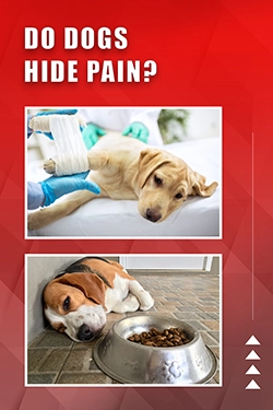 Do Dogs Hide Pain