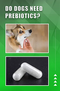 Do Dogs Need Prebiotics