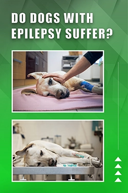 Do Dogs With Epilepsy Suffer