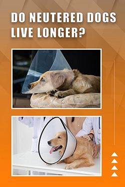 Do Neutered Dogs Live Longer