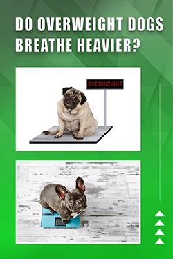 Do Overweight Dogs Breathe Heavier