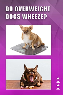 Do Overweight Dogs Wheeze