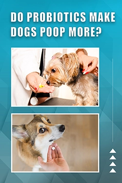 Do Probiotics Make Dogs Poop More