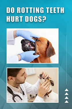Do Rotting Teeth Hurt Dogs
