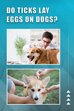 Do Ticks Lay Eggs On Dogs