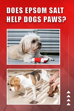 Does Epsom Salt Help Dogs Paws