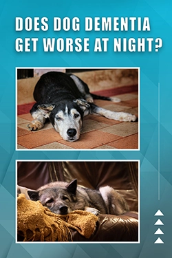 Does Dog Dementia Get Worse At Night