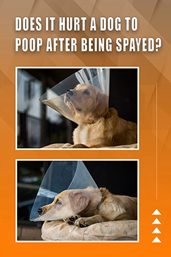 Does It Hurt A Dog To Poop After Being Spayed