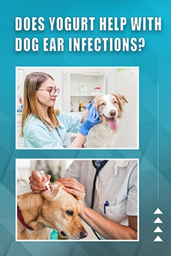 Does Yogurt Help With Dog Ear Infections