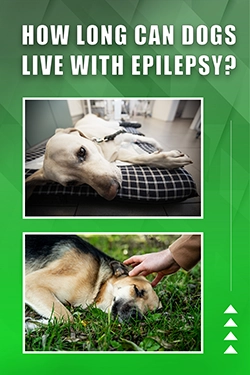 How Long Can Dogs Live With Epilepsy