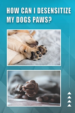 How Can I Desensitize My Dogs Paws