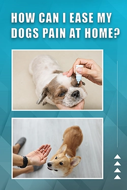 How Can I Ease My Dogs Pain At Home