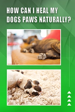 How Can I Heal My Dogs Paws Naturally