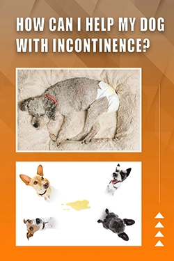 How Can I Help My Dog With Incontinence