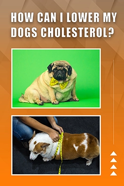 How Can I Lower My Dogs Cholesterol