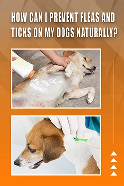 How Can I Prevent Fleas And Ticks On My Dogs Naturally