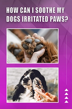 How Can I Soothe My Dogs Irritated Paws