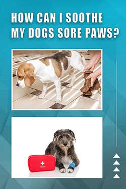How Can I Soothe My Dogs Sore Paws