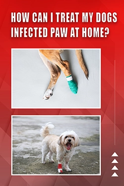 How Can I Treat My Dogs Infected Paw At Home