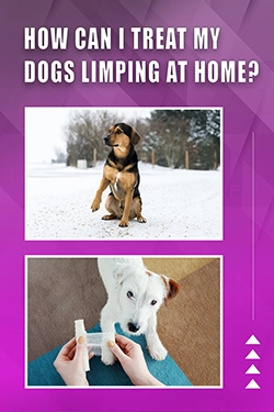 How Can I Treat My Dogs Limping At Home