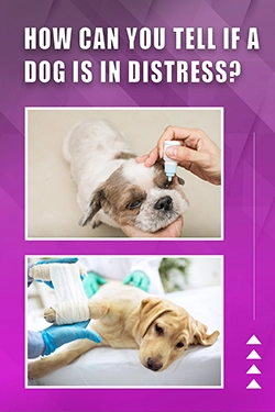 How Can You Tell If A Dog Is In Distress